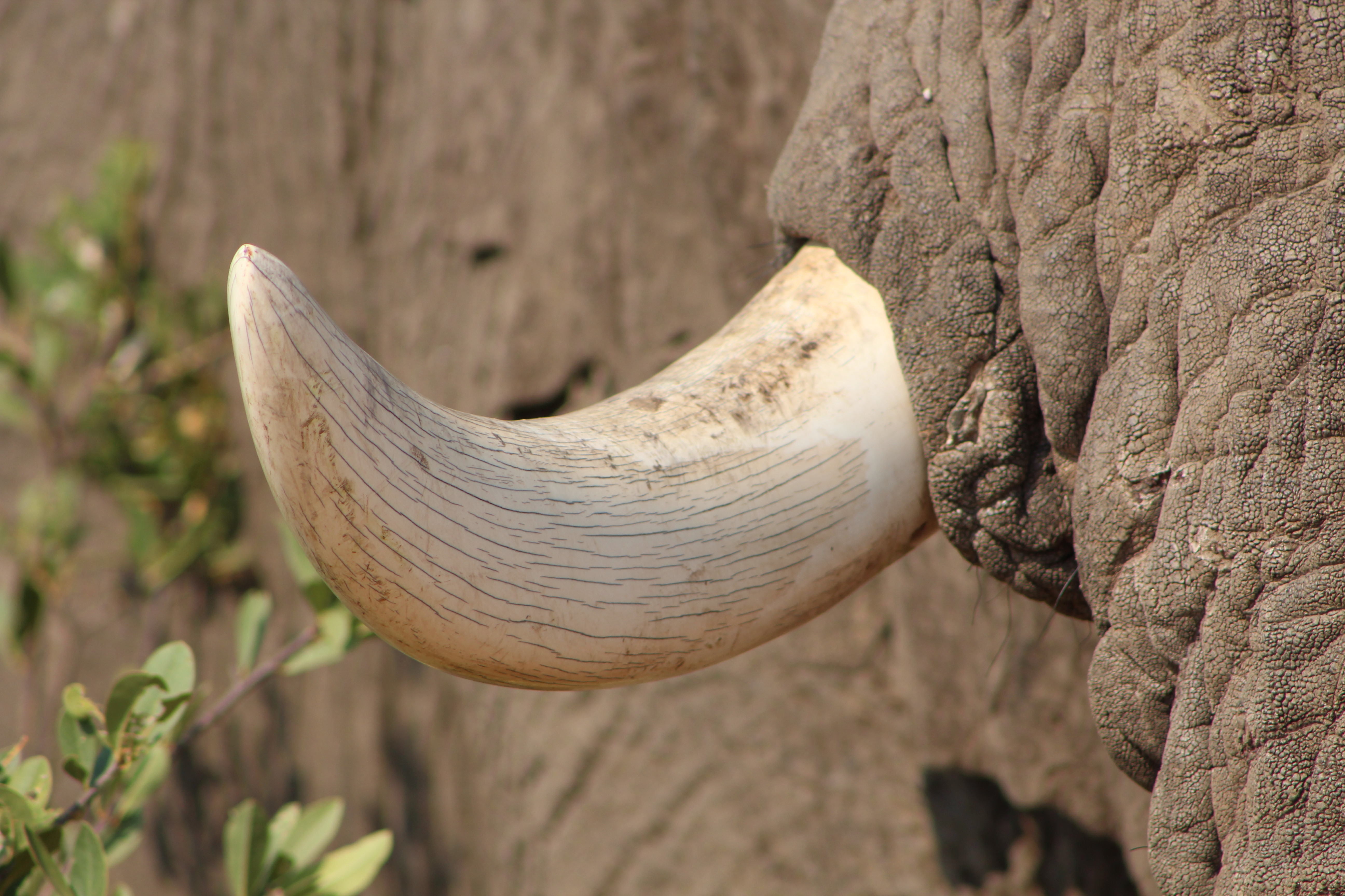 Elephant with Tusks