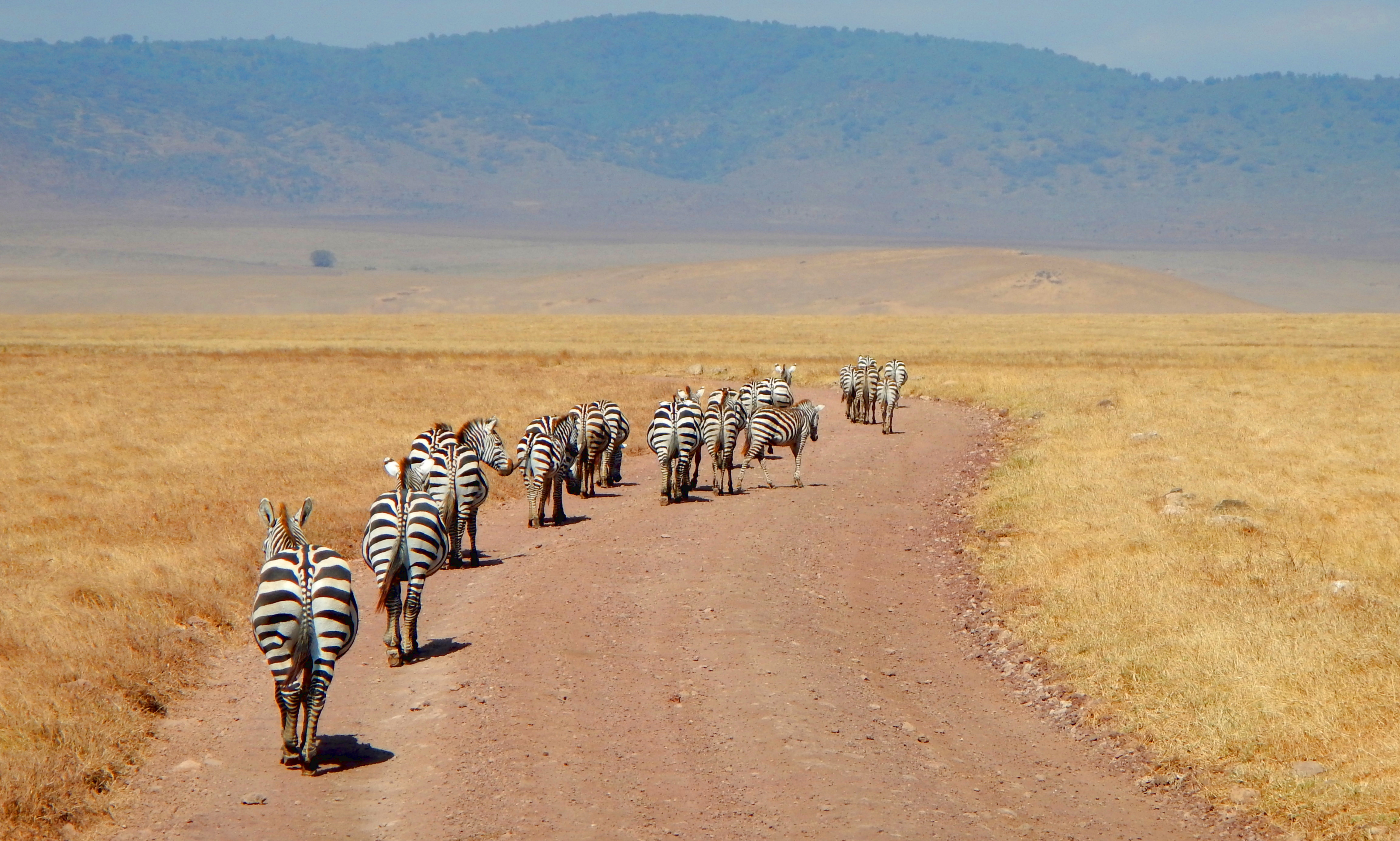 Zebras walking away on a long road in Ngorongoro crater